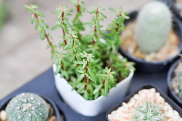 Plantas suculentas, cactus en la flor —  Fotos de Stock