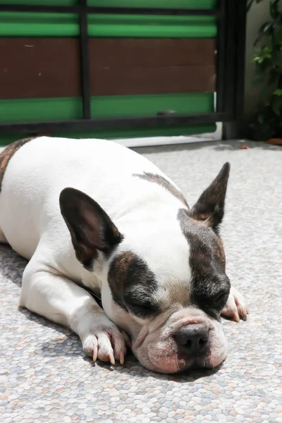 Bulldog francês sonolento, bulldog francês — Fotografia de Stock