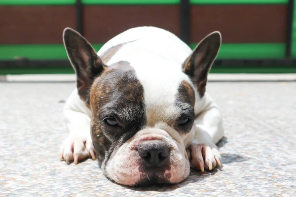 Bulldog francese assonnato, bulldog francese — Foto Stock