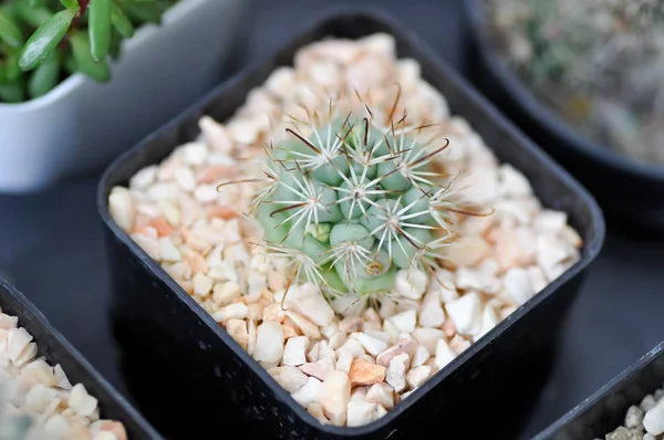 Cactus dans le pot de fleurs ou Astrophytum — Photo