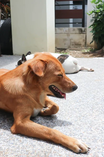 Cão, cão marrom ou cão de banho de sol — Fotografia de Stock