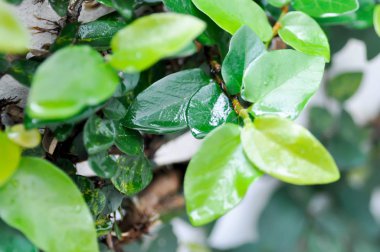 Ficus pumila ya da tırmanan incir bitkisi