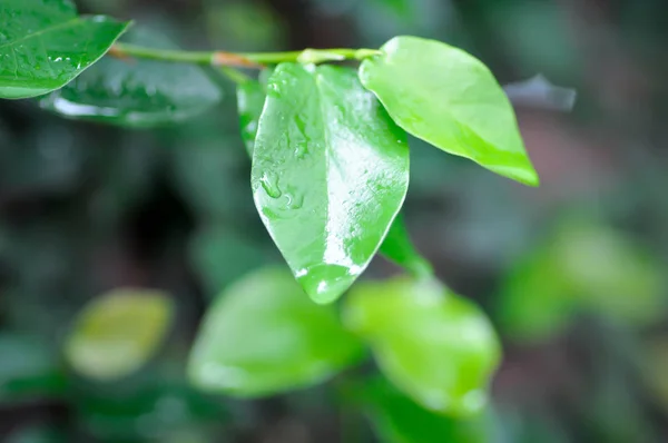 Ficus pumila o planta de higuera trepadora — Foto de Stock