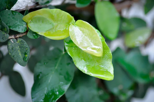 Ficus pumila o planta de higuera trepadora — Foto de Stock