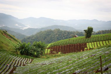 dağ, ağaç ve gökyüzü arka plan