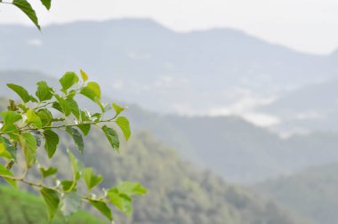 gökyüzü ,bulut ,ağaç ve dağ