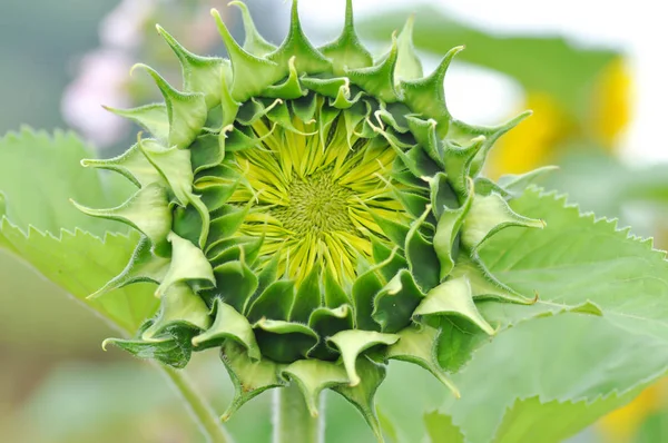 Girasol o girasol joven, girasol en flor — Foto de Stock