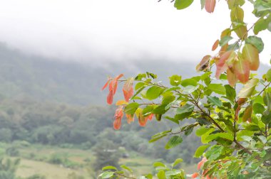 bulut, ağaç ve dağ arka plan