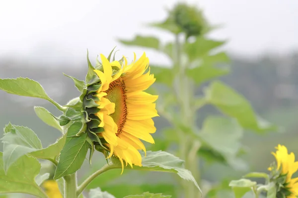Квітка соняшнику або соняшник — стокове фото