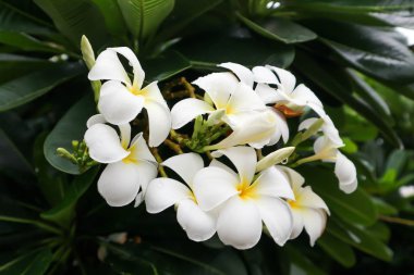 Frangipani, Pagoda ağacı veya Plumeria