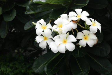 Frangipani, Pagoda ağacı veya Plumeria