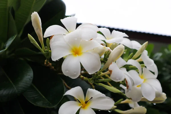 Frangipani, Pagoda o Plumeria —  Fotos de Stock