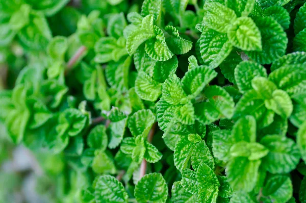 Mentha mint, mint or Pilea nummulariifolia — Stock Photo, Image