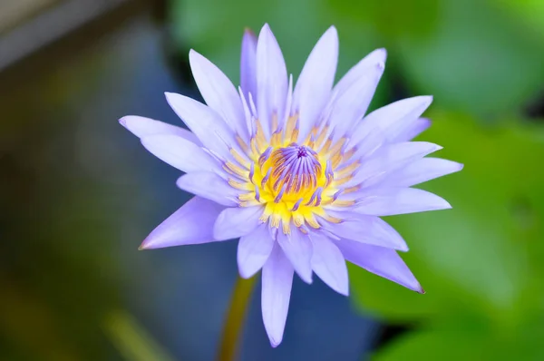 Lótus, flor de lótus — Fotografia de Stock