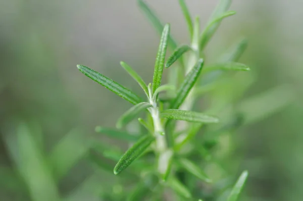 Rosmari, rosmarin växt — Stockfoto