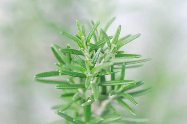 로즈마리, 로즈마리 식물 — 스톡 사진