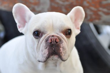 fransız bulldog veya şaşı gözlü fransız bulldog, çapraz gözlü fransız