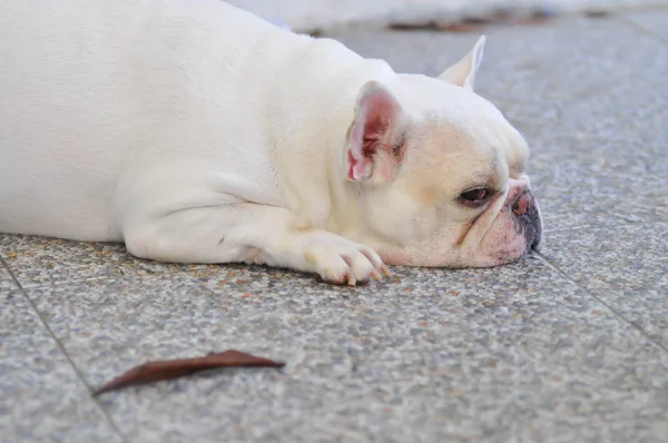 Bulldog francês branco, bulldog francês sonolento — Fotografia de Stock