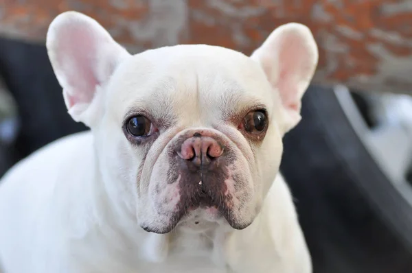 Fransız bulldog veya şaşı gözlü fransız bulldog, çapraz gözlü fransız — Stok fotoğraf