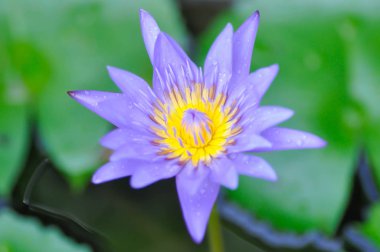 lotus veya mor lotus