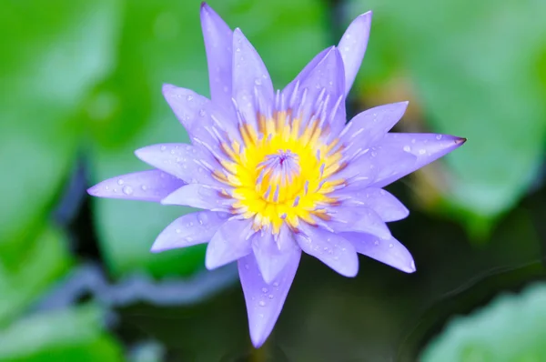 lotus or purple lotus