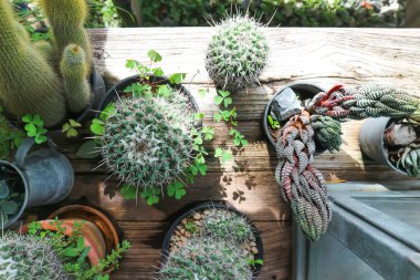 kaktüs ve Haworthia