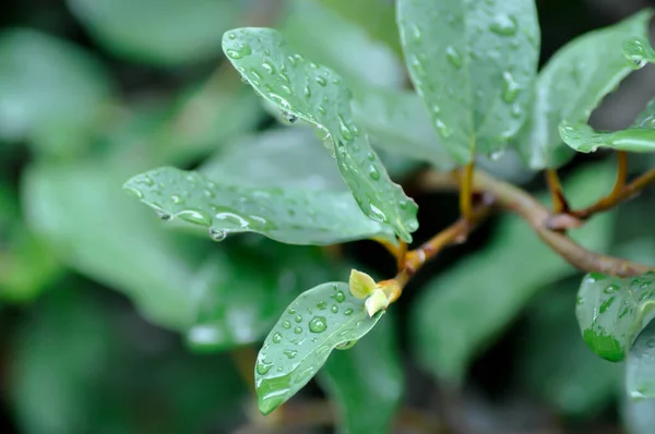 Gota Lluvia Sobre Ficus Pumila Planta Higuera Trepadora — Foto de Stock