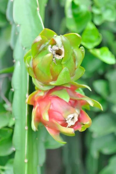 Drachenfrucht Oder Pitaya Drachenfruchtpflanze — Stockfoto