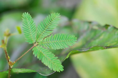 Hassas bitki, Shameplant veya Sleeping grass veya Mimosa hispidula Kunth veya Mimosa pudica L veya ot bitkisi