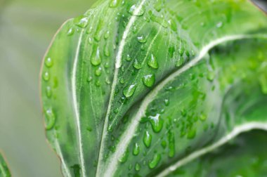 Philodendron Gloriosum, Philodendron bitki ve çiy damlası ya da yaprağın üzerine yağmur damlası