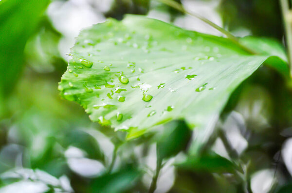 Caryota urens, Palmae or ARECACEAE or Caryota mitis Lour or Fishtail Palm or Wart Fishtail Palm and rain dray or row drops