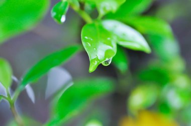 banyan ağacı veya Ficus annulata veya fius bengalensis ve yağmur damlası veya çiy damlası