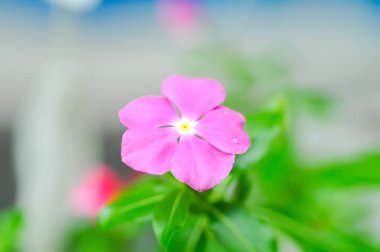 Catharanthus Roseus G Don, APOCYNACEAE veya Madagaskar menekşesi veya Vinca veya Yaşlı Kız kurusu veya pembe çiçek