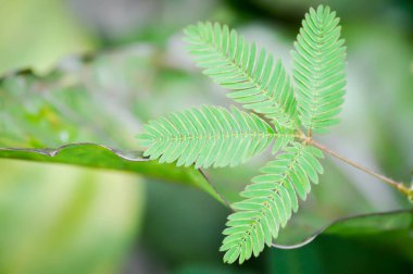 Hassas bitki, Shameplant veya Sleeping grass veya Mimosa hispidula Kunth veya Mimosa pudica L veya ot bitkisi