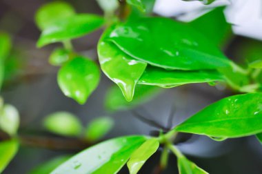 banyan ağacı veya Ficus annulata veya fius bengalensis ve yağmur damlası veya çiy damlası