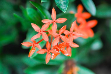 Ixora chinensis Lamk, Ixora spp veya Zephyranthes veya Batı Hint Jasmine veya kırmızı çiçek