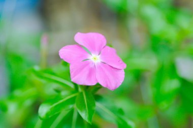 Catharanthus Roseus G Don, APOCYNACEAE veya Madagaskar menekşesi veya Vinca veya Yaşlı Kız kurusu veya pembe çiçek