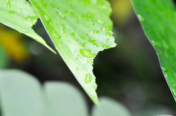 Caryota urens, Palmae or ARECACEAE or Caryota mitis Lour or Fishtail Palm or Wart Fishtail Palm and rain dray or row drops