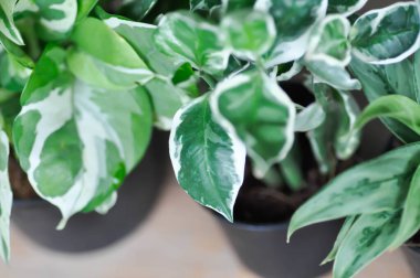 Euphorbia timaloides, Euphorbia tititimaloides L veya Zigzag Plant veya EUPHORBIACEAE veya iki renkli bitki