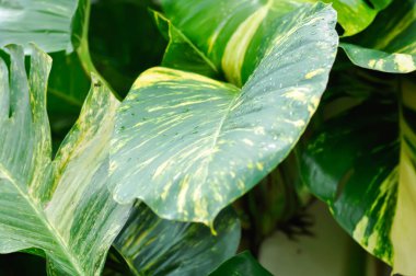 Epipremnum aureus Engl, ARACEAE veya Devils Ivy veya Golden Pothos veya Hunters Robe veya Epipremnum aureum veya Araceae veya bicolor leaf veya bicolor plant