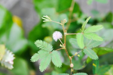 Hassas bitki, Shameplant veya Sleeping grass veya Mimosa hispidula Kunth veya Mimosa pudica L veya ot bitkisi