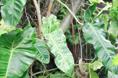 Paraiso Verde veya Philodendron paraiso verde veya yemyeşil cennet veya Philodendron paraiso veya iki renkli bitki