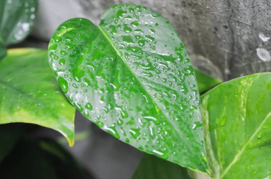 Epipremnum, Epipremnum Pinnatum Variegata veya Epipremnum pinnatum çeşitleri Albo ve yağmur damlası veya çiy damlası