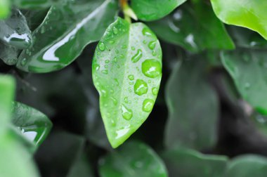 Ficus pumila veya tırmanma inciri veya moraseAE ve yağmur damlası veya çiy damlası