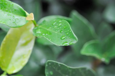 Ficus pumila veya tırmanma inciri veya moraseAE ve yağmur damlası veya çiy damlası