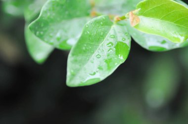 Ficus pumila veya tırmanma inciri veya moraseAE ve yağmur damlası veya çiy damlası
