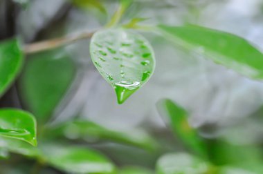 banyan ağacı veya Ficus annulata veya fius bengalensis ve yağmur damlası veya çiy damlası