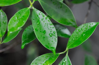 banyan ağacı veya Ficus annulata veya fius bengalensis ve yağmur damlası veya çiy damlası