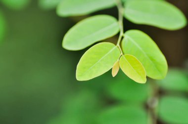 Phyllanthaceae, Phyllanthus reticulatus Poir veya ot bitkisi