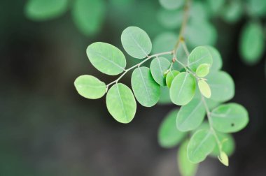 Phyllanthaceae, Phyllanthus reticulatus Poir veya ot bitkisi